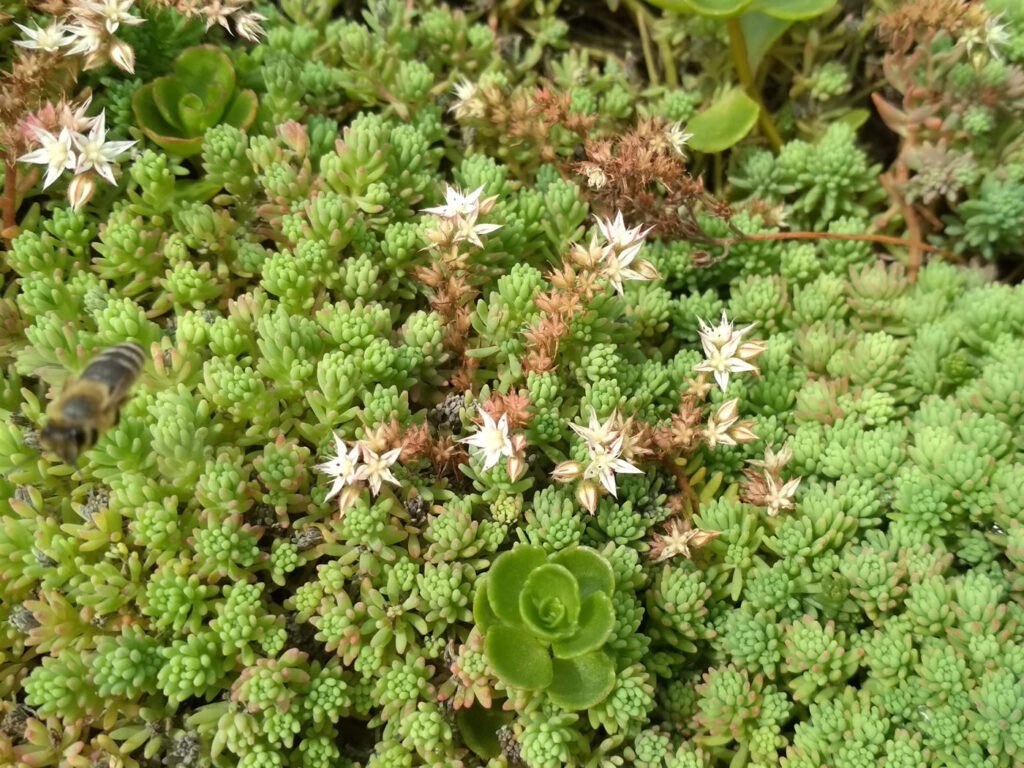 Acoperișul verde biodivers