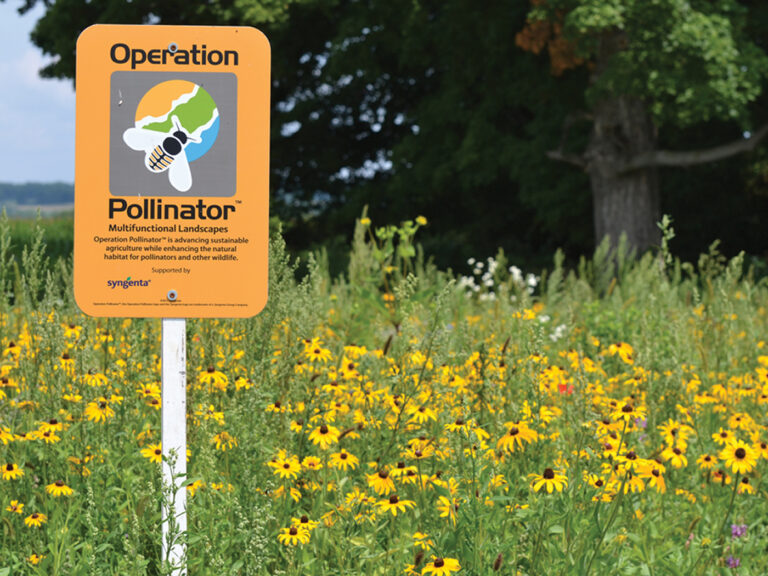 Avantajele ecologice și economice ale zonelor biodiverse