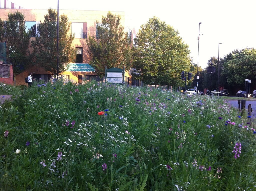 Biodiversitate – Readucerea naturii în mijlocul spațiului construit