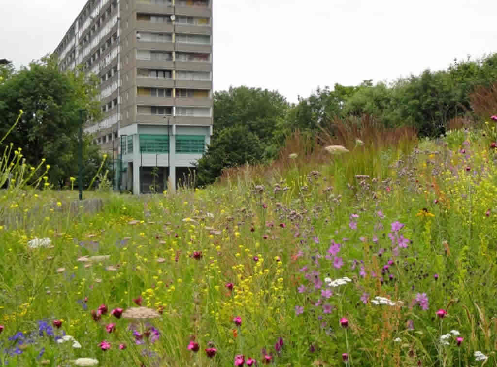 Biodiversitate – Readucerea naturii în mijlocul spațiului construit