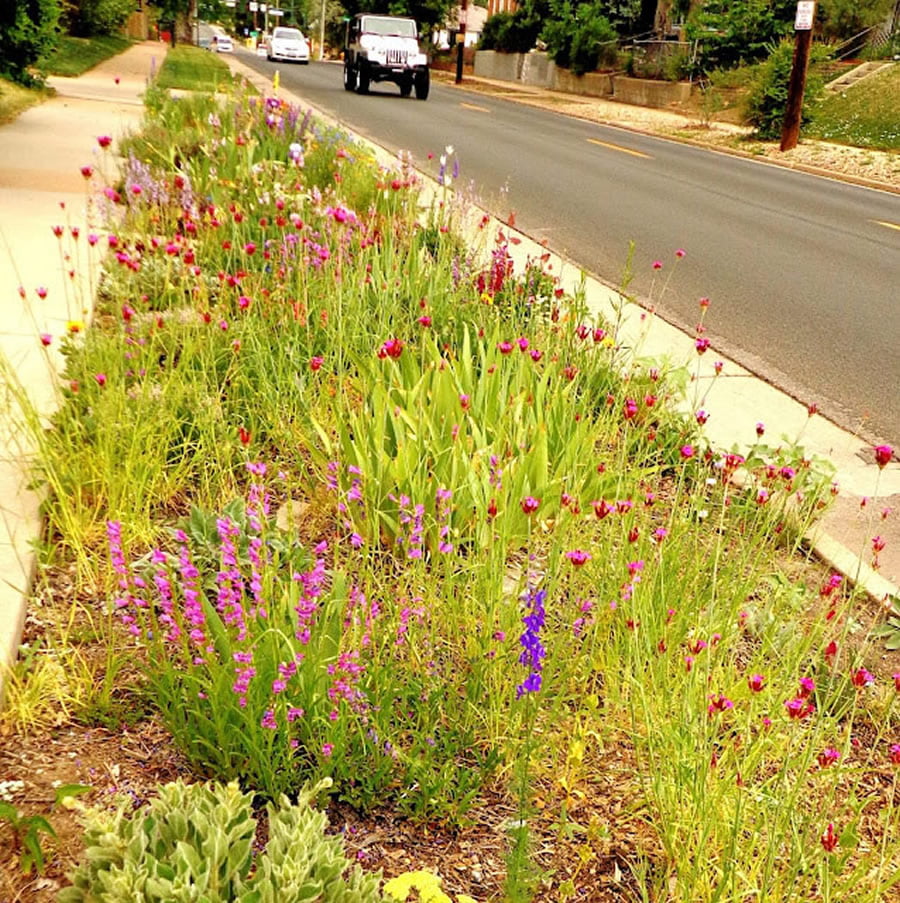 Biodiversitate – Readucerea naturii în mijlocul spațiului construit