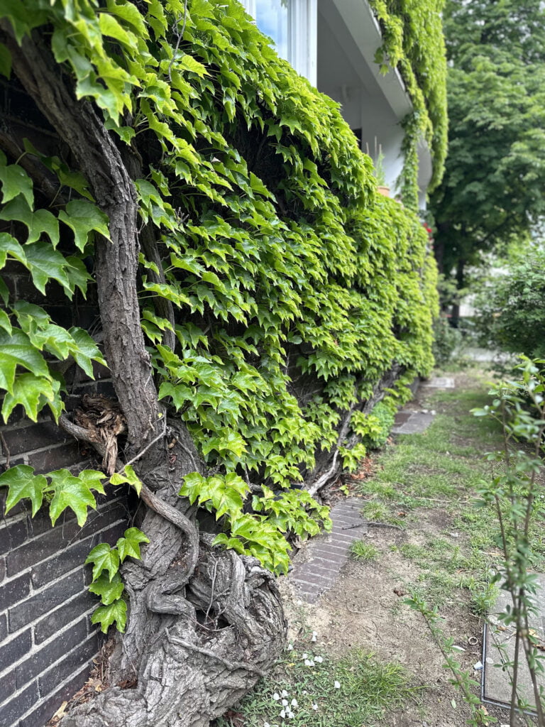 Avantajele perețiilor și fațadelor verzi