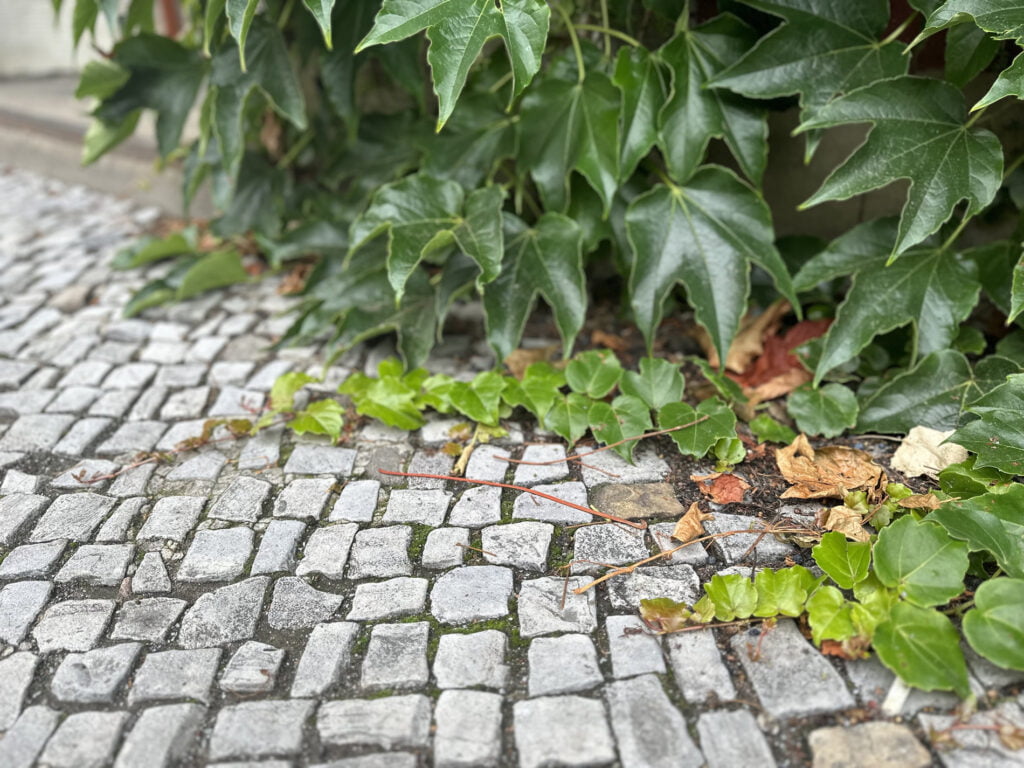 Avantajele perețiilor și fațadelor verzi