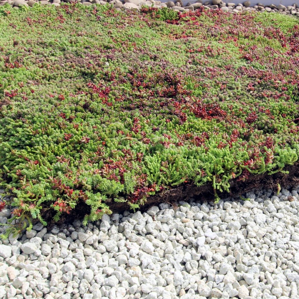 Rulouri de vegetație E-Sedum Ready-Mix